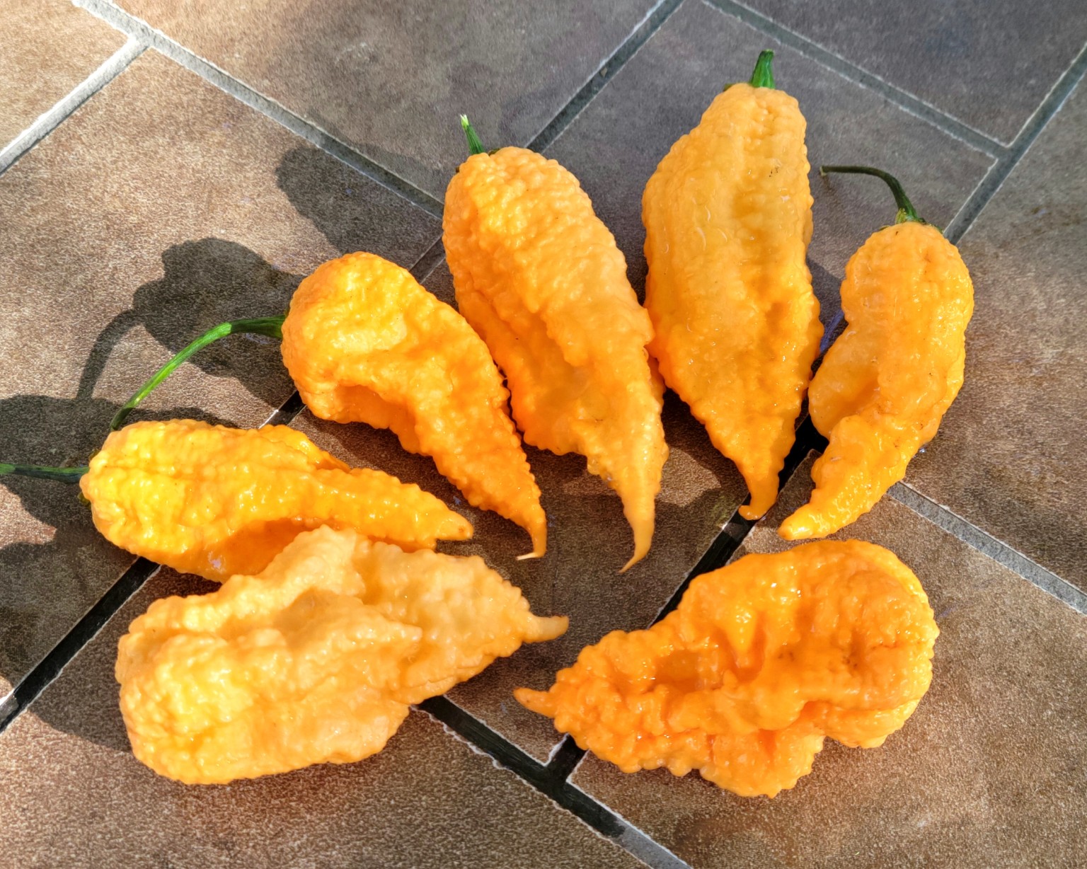 Actual peach Nagazinga peppers with bumpy skin and tapered tips