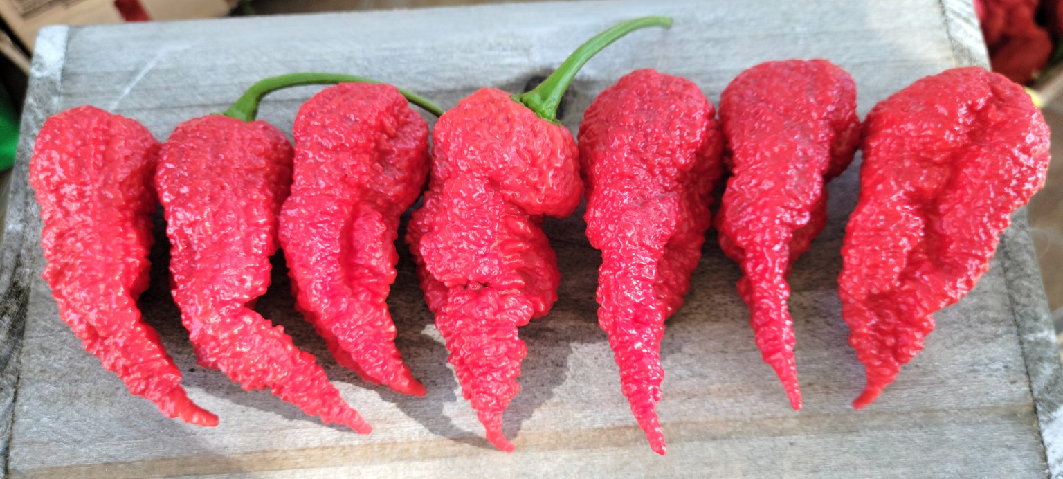 Actual red Nagazinga peppers with deeply wrinkled skin and long tapered tails